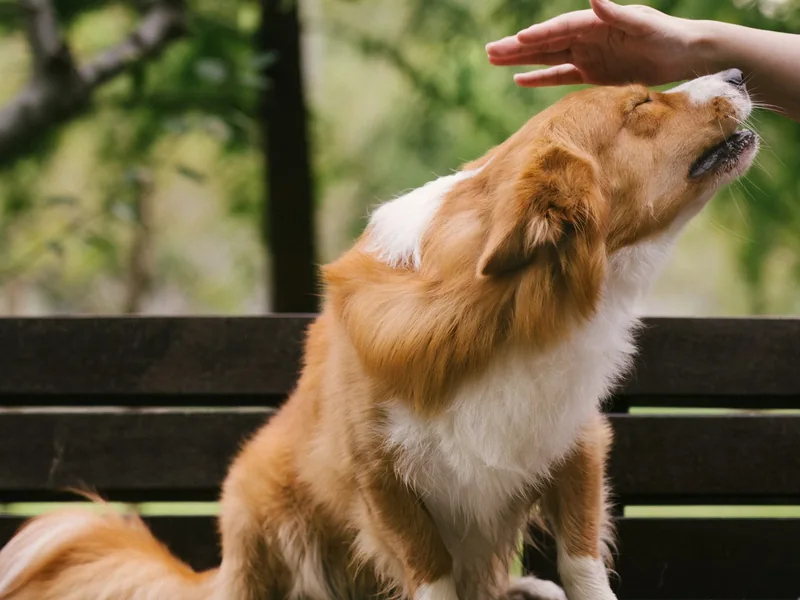 A person petting a fluffy brown and white dog on a wooden bench