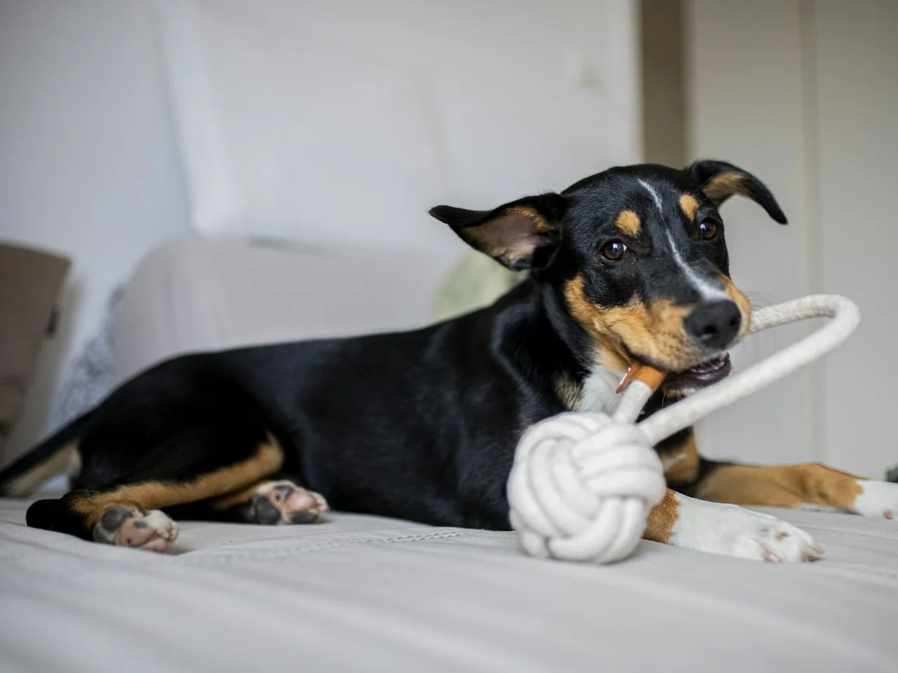 black and tan short coat medium sized dog lying on white textile