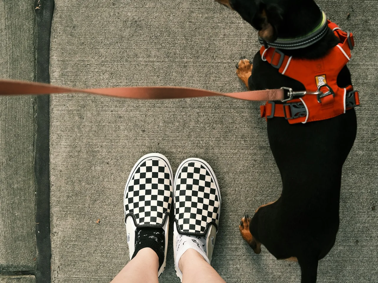 black and brown short coated dog
