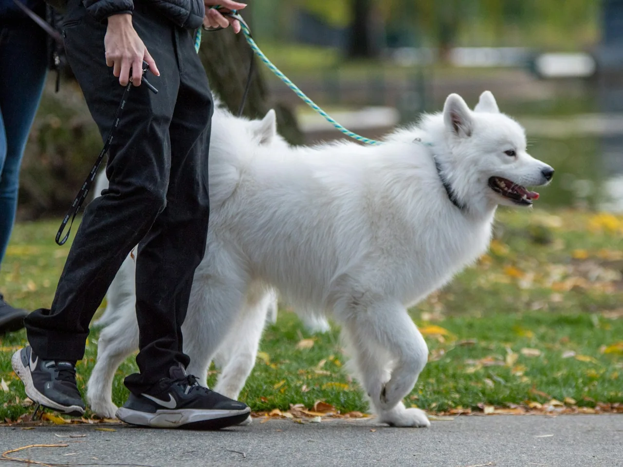 a person walking a white dog on a leash