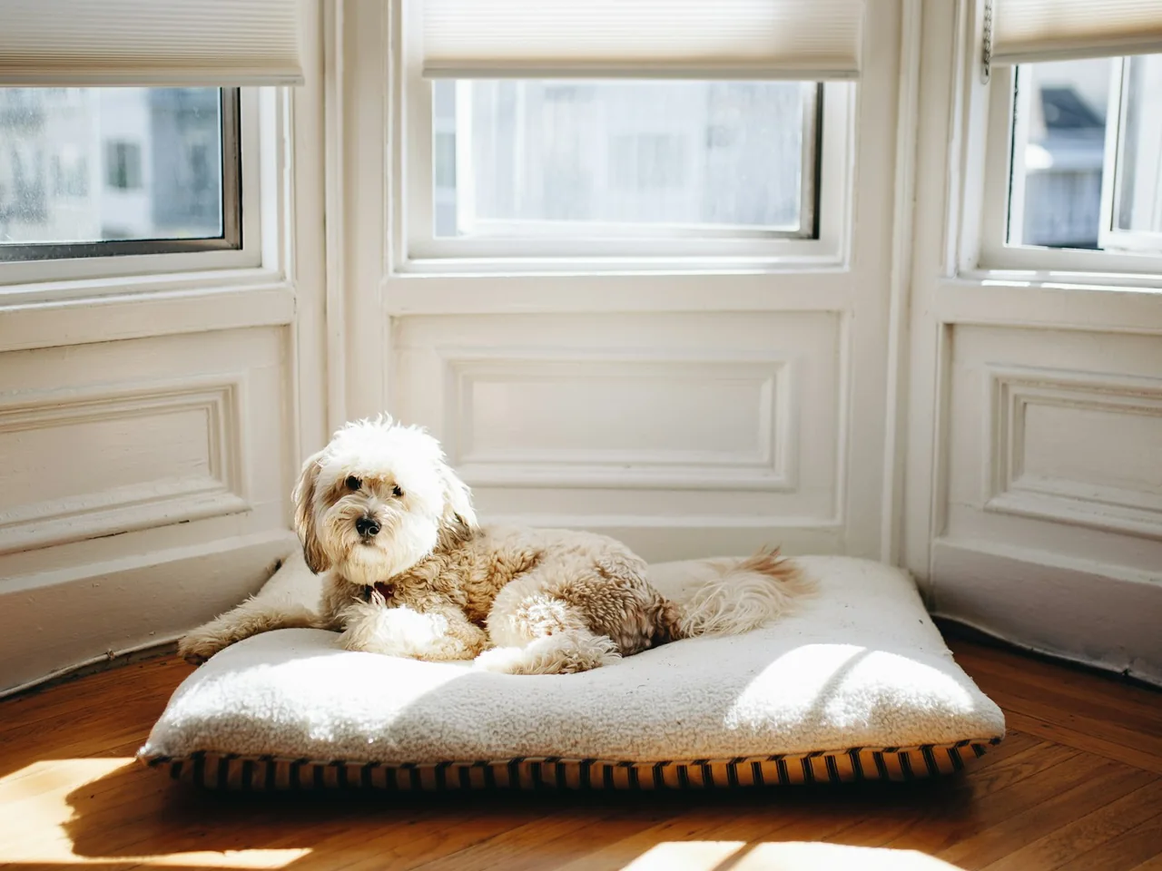 dog lying on pet bed near window with sun passing through